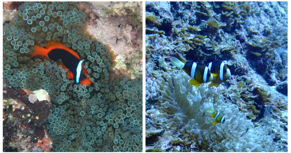 Anemonefish are better taxonomists than humans | Okinawa Institute